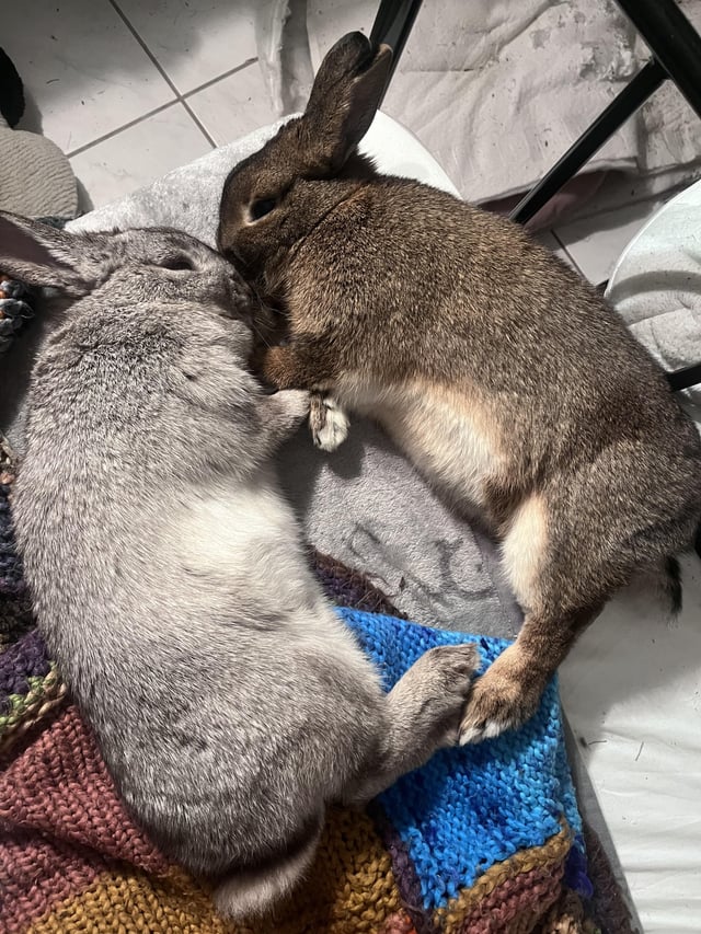 Two rabbits lie on their sides with their paws and noses touching