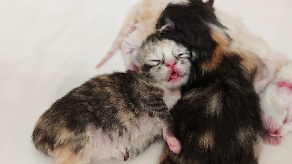 Three kittens sleep huddled together on a blanket. One of the kittens opens its mouth and sticks out its tongue as if suckling.