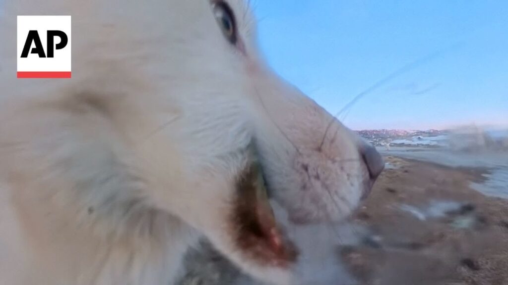 Close up of the face of a husky dog