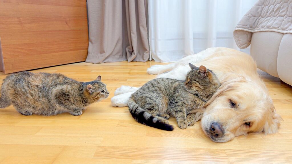 A cat reclines against the head of a sleeping golden retriever dog. A second cat crouches nearby and looks at them.