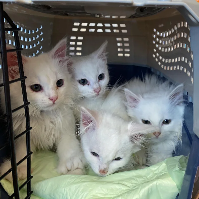 Four kittens with white fur huddle together in a pet carrier.