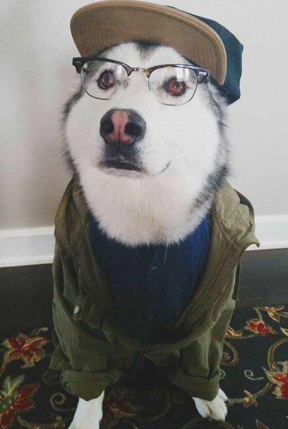 A husky dog wearing human clothes, a olive khaki jacket, cap and glasses, sits looking up in the distance