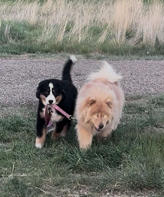 A dog holds the leash of another dog in his mouth