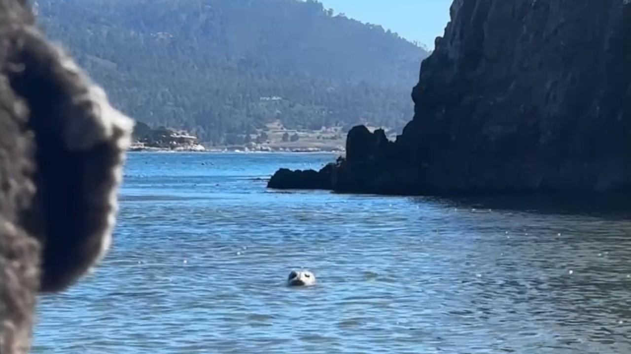 A seal pokes its head out of the water