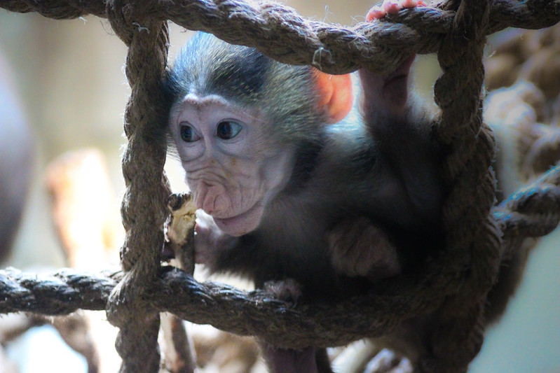A monkey crouches in a rope netting and looks expectantly to the left.