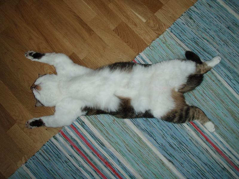 a cat lies on its back, viewed from overhead