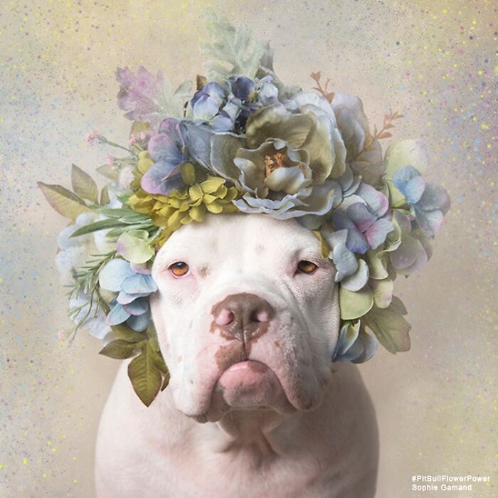Close up of a face of a pitbull dog wearing a crown of flowers on its head