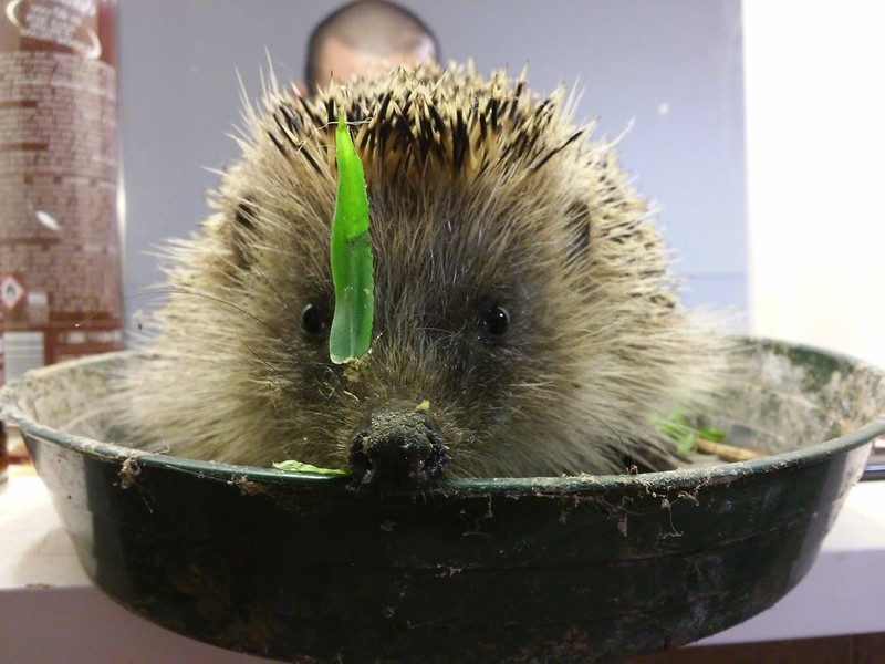 A hedgehog sits in a dish of food with a single blade of grass dangling in front of his face.