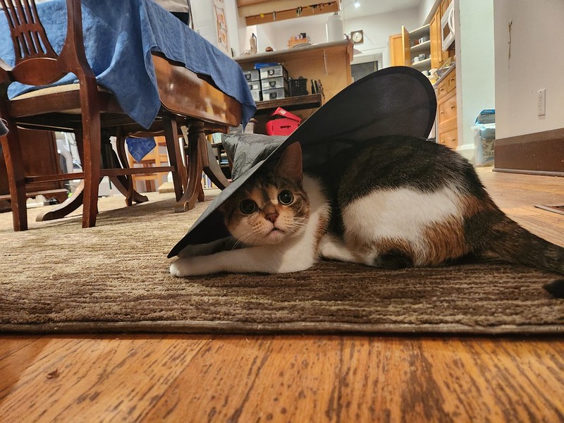 A cat sits on the floor with a full size witches hat on its head