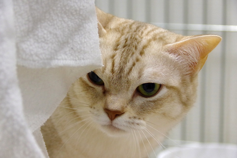 a cat peers from behind a towel with a contemptuous look on its face