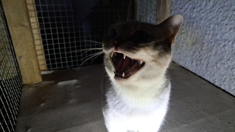 In a dark shadowy crawl space, acat opens its mouth as if laughing.