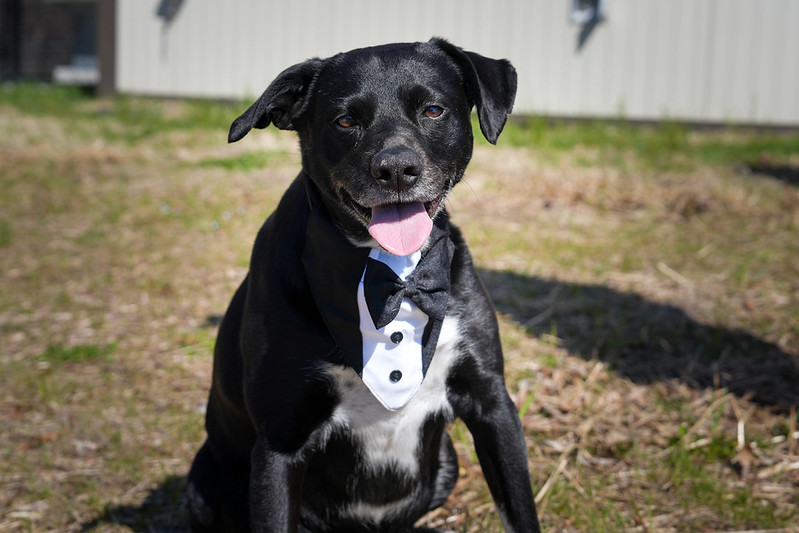 A dog wearing a tuxedo tunic stands in an open dirt field.