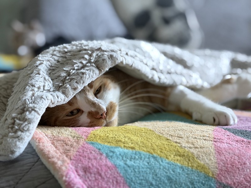 A cat rests under a blanket