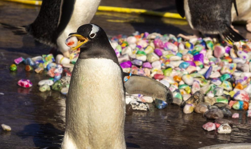 A penguin that holds a painted rock in its beak, selected from a large pile of painted rocks behind it.