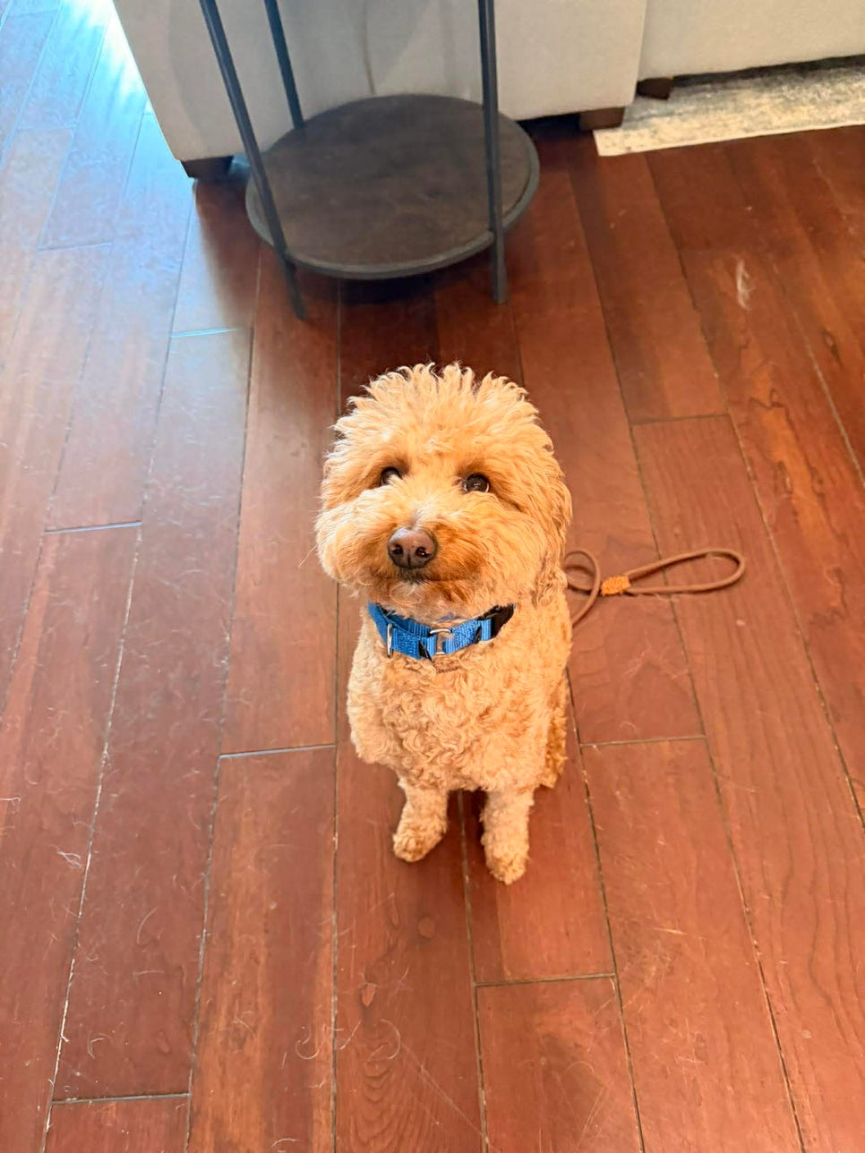 A dog with light curly fur sits on the floor and looks up at you