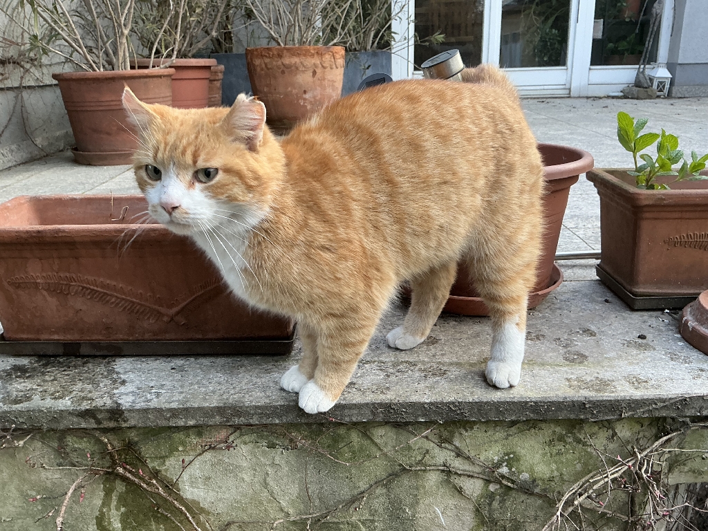 A cat with orange fur and white patches on its belly stands on an outdoor platform among clay pots