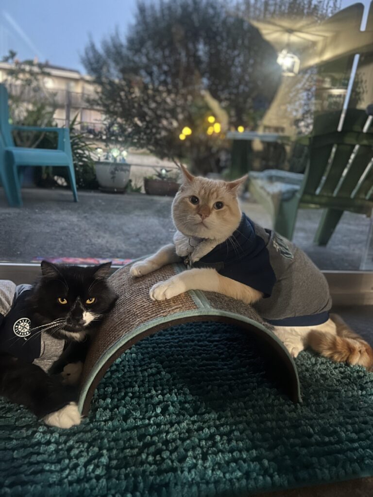 Two cats sit on either side of a semicircle shaped cat scratching toy. They are both wearing shirts bearing the logo of Seattle Mariners baseball team