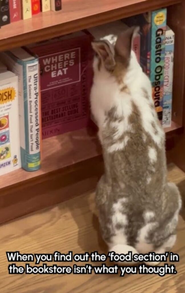 Rabbit looks at a bookshelf full of books about food.