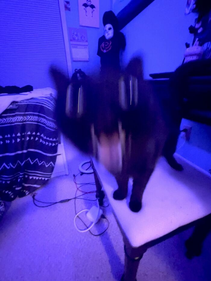 A very blurry photo of a black cat