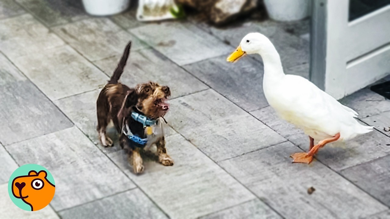 A dachshund puppy looks at a white duck