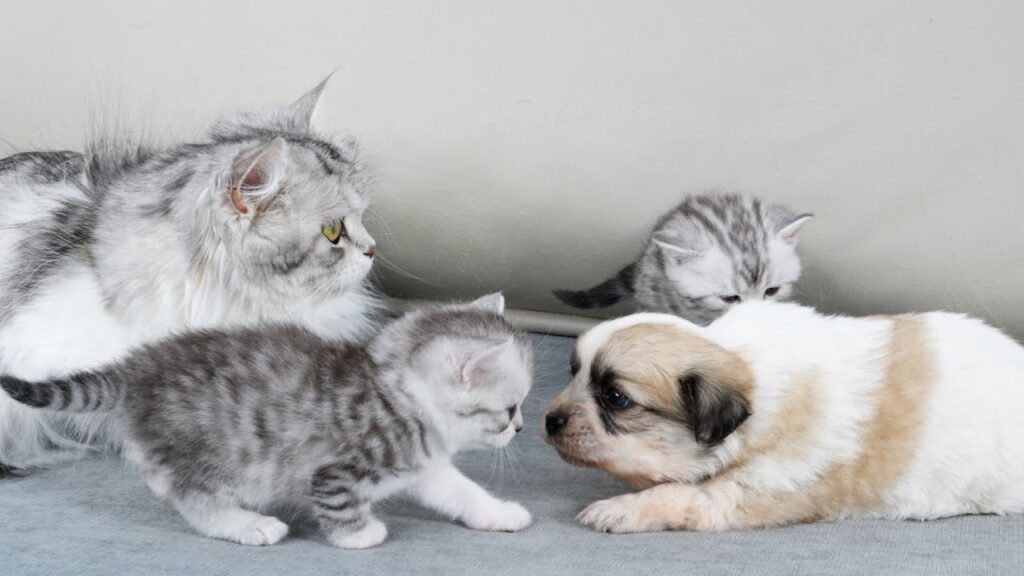 A kitten looks at a puppy as the two sit together on a couch. Behind the kitten we see its mother