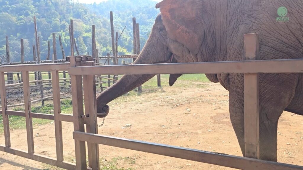 An elephant opens a latched gate with its trunk
