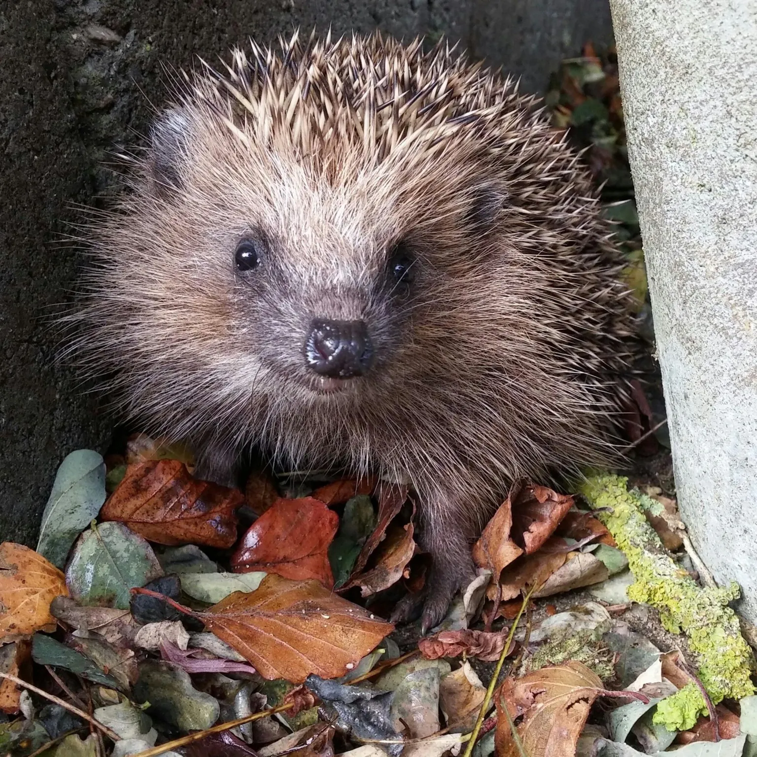 A hedgehog looks at you