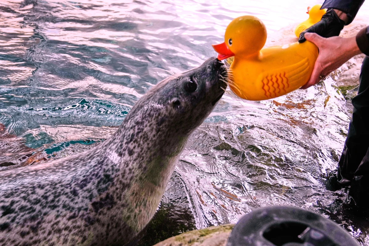 A seal lifts its head out of a pool of water to examine a yellow rubber duck toy