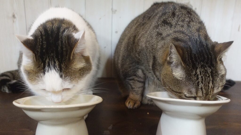 Two cats eat from ceramic bowls, each bowl raised slightly on a short pedestal