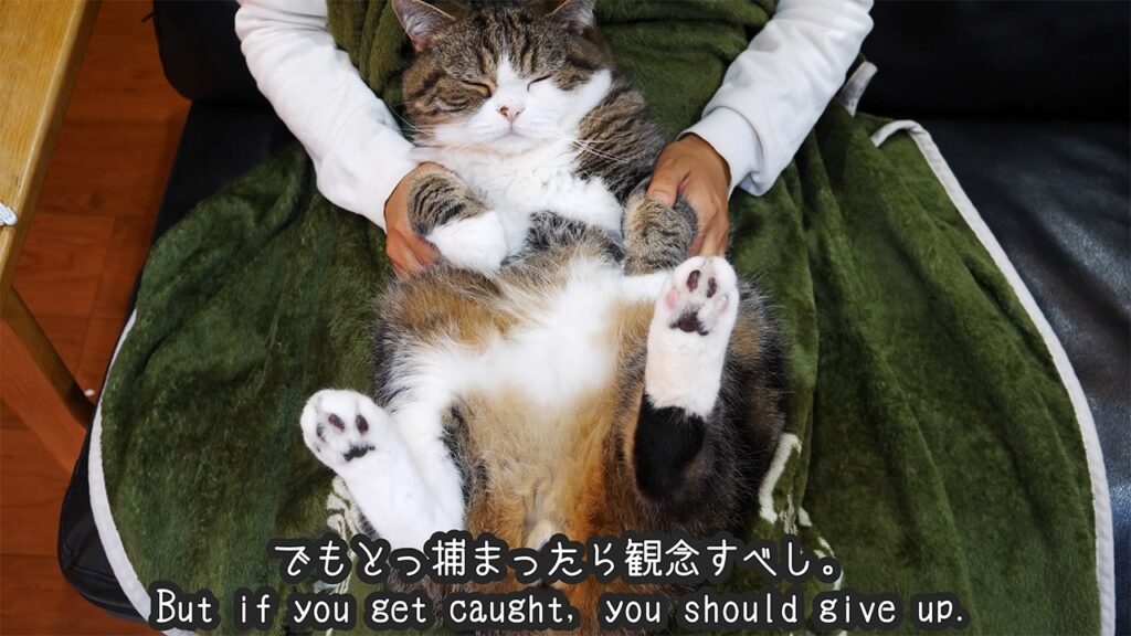Maru the cat lies on his back on his owner's lap having his nails trimmed. A caption reads "But if you get caught, you should give up."