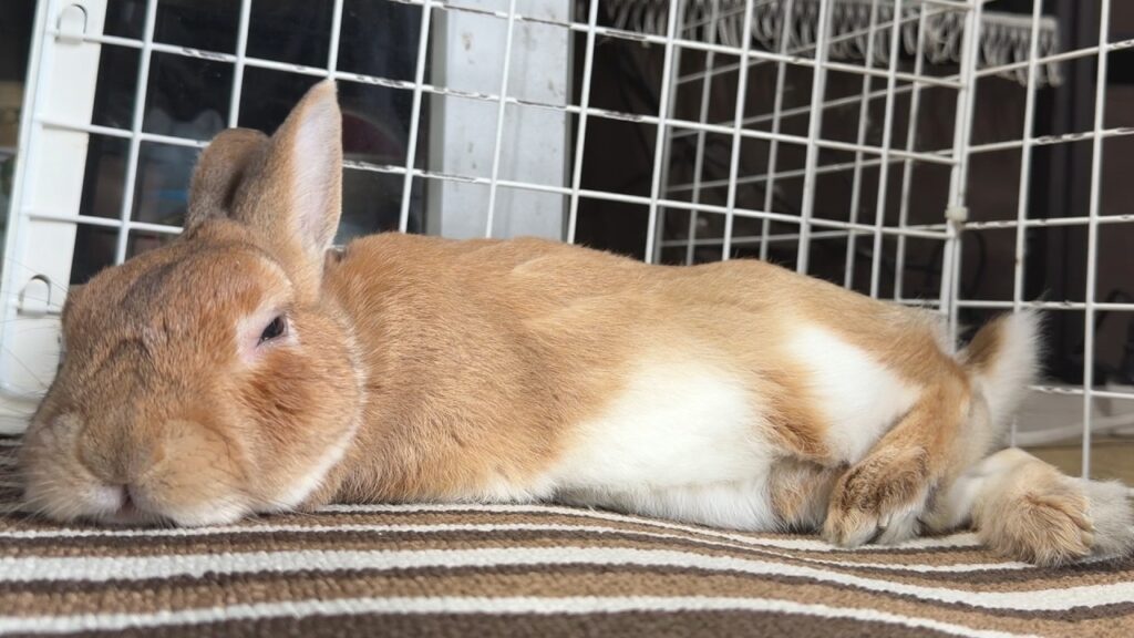 A rabbit with tan fur and white belly lies on its side.