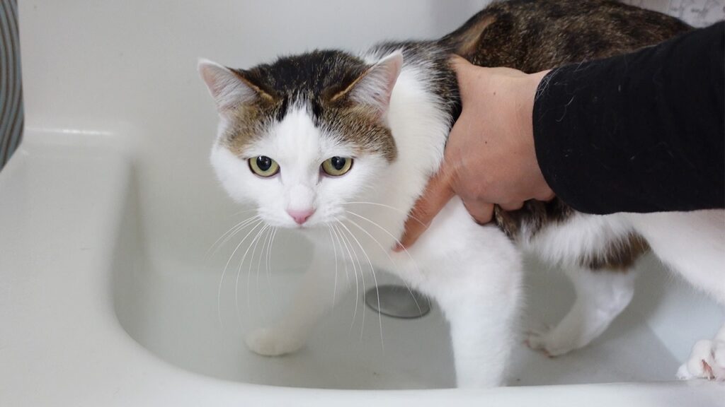 A cat with white fur and a grey patch on her back stands in a bathroom sink, held by a pair of human hands. The cat looks pensive.