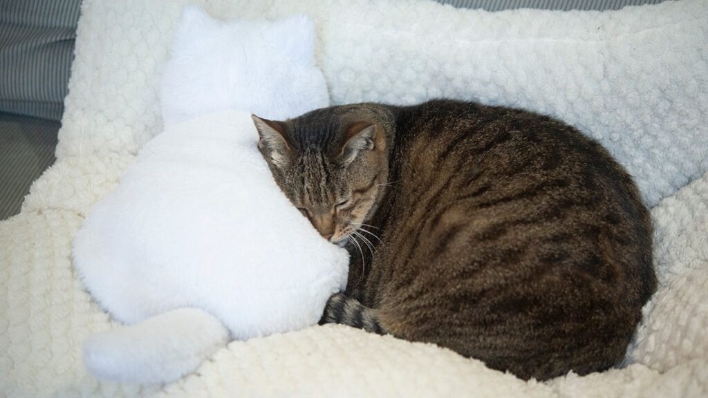 A cat sleeps on a sofa with her head resting upon a cat shaped pillow