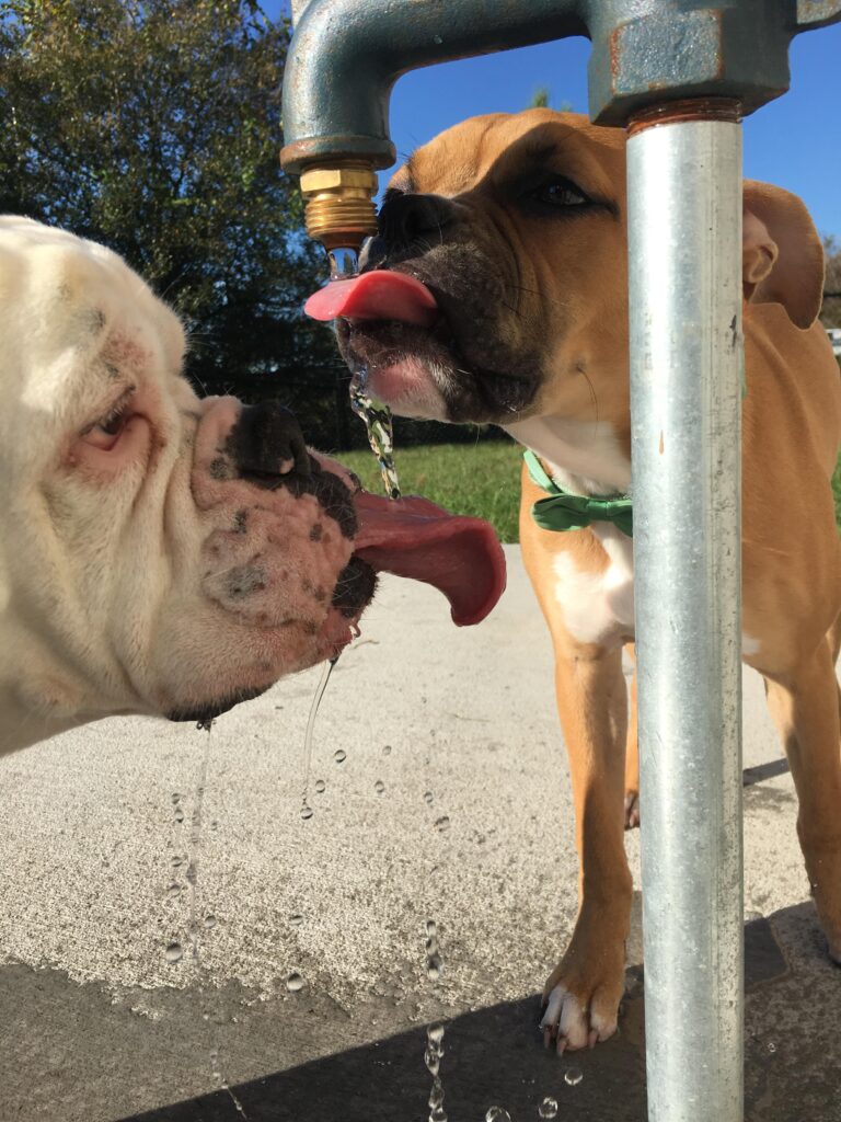 Two dogs catch water dripping from a faucet with their tongues. The taller dog catches the water first, then some rolls off for the shorter dog.