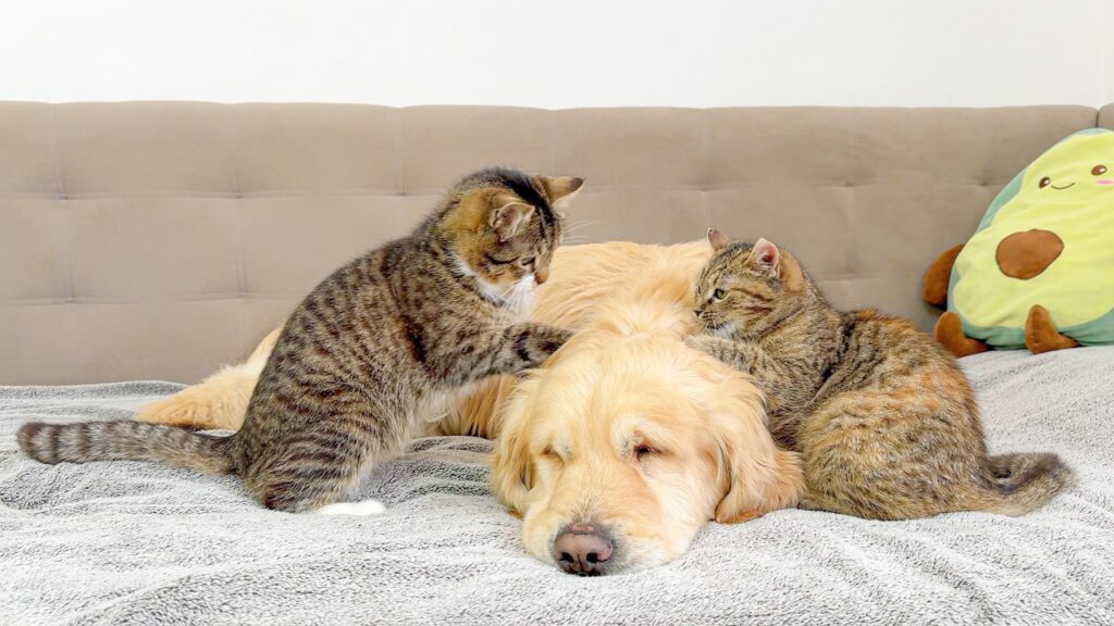 Two kittens sit on either side of a sleeping golden retriever dog.