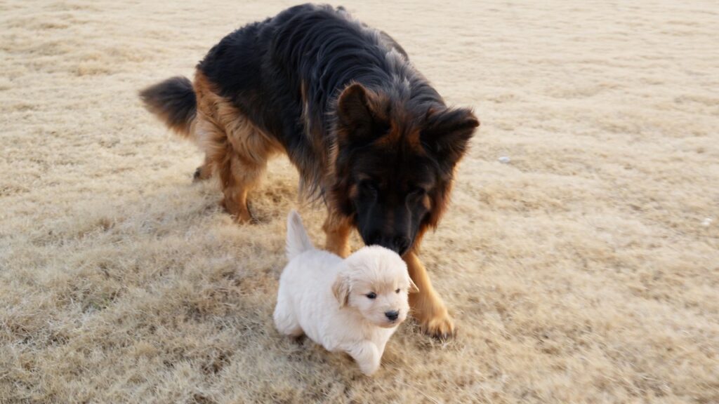 An adult German shepherd dog and a golden retriever puppy walk together on a grassy field.