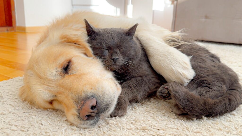 a golden retriever dog and a black cat cuddle together, the cat's face resting on the dog's cheek.