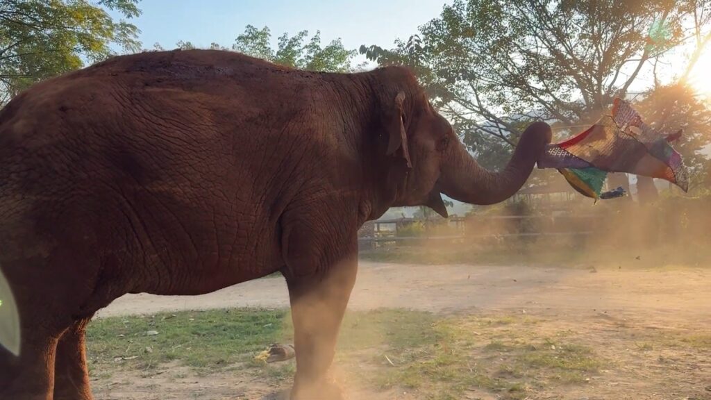 An elephant plays with a long strip of cloth