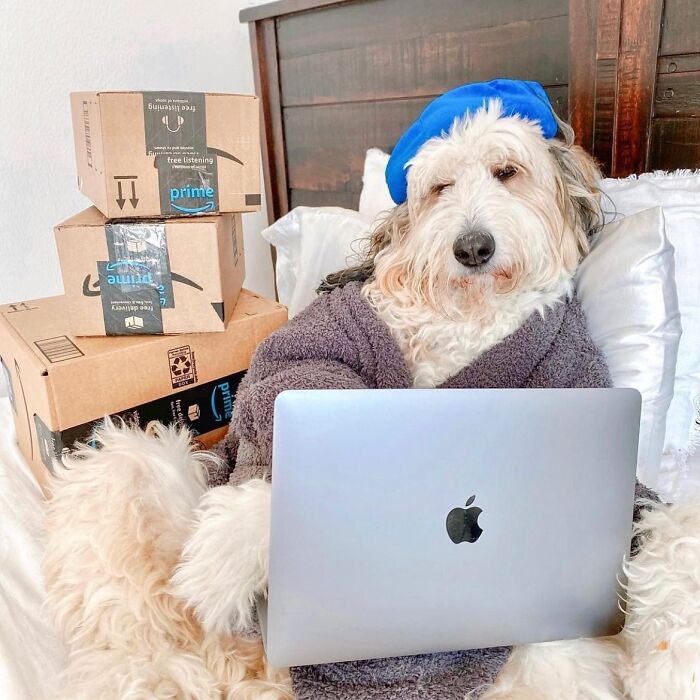 A Shaggy dog wearing a bathroom sits in bed behind a laptop computer. A pile of Amazon boxes sits on the nightstand behind him.