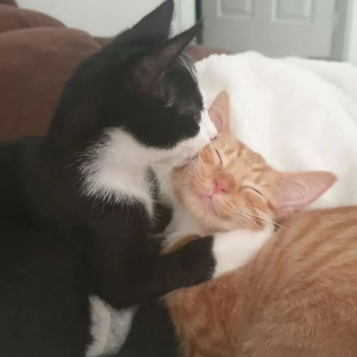 A black and white cat appears to be kissing an orange cat on its cheek