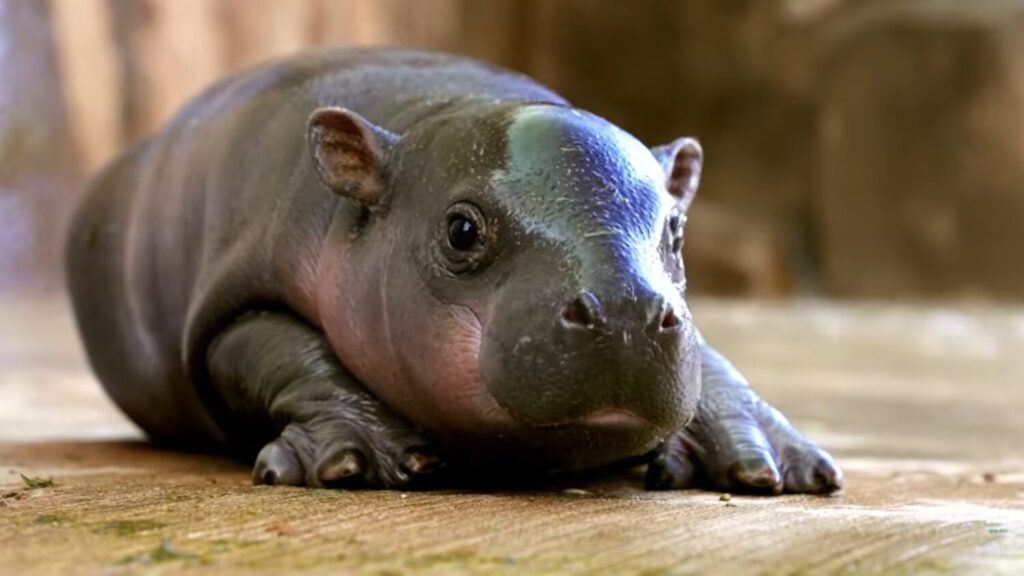 A baby pygmy hippo lies on its stomach