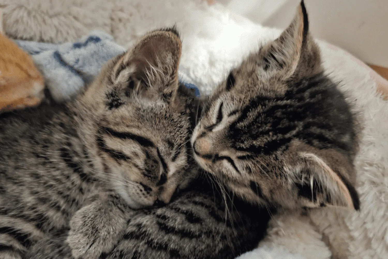 Two kittens cuddle together
