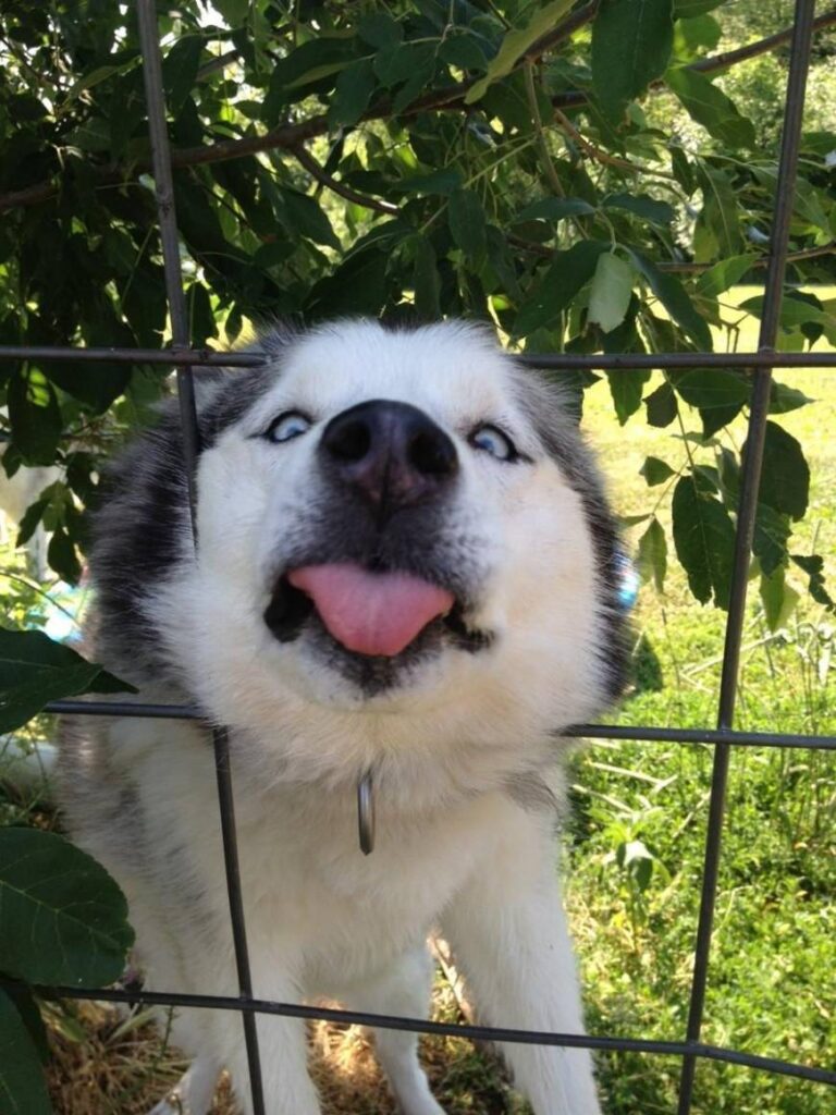A husky dog sticks his head through a metal fence poking his tongue out as if desperately trying to lick something.