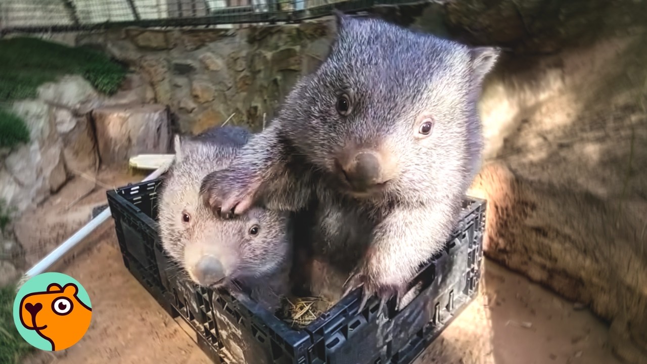 Two wombats