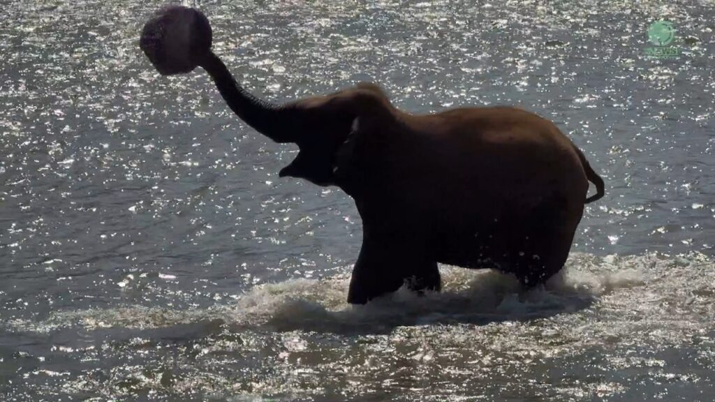 An elephant stands in a river and tosses a back in the air with its trunk.