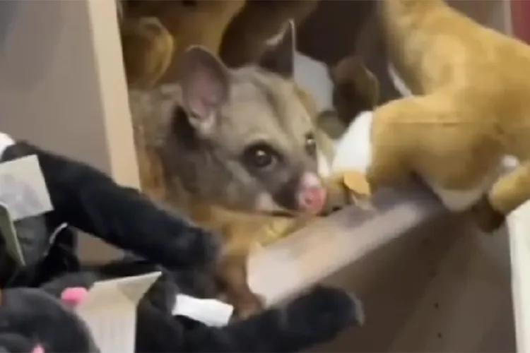 A possum peeks out from a shelf of stuffed toy animals, kittens find a home together, and meet The Snootlets!