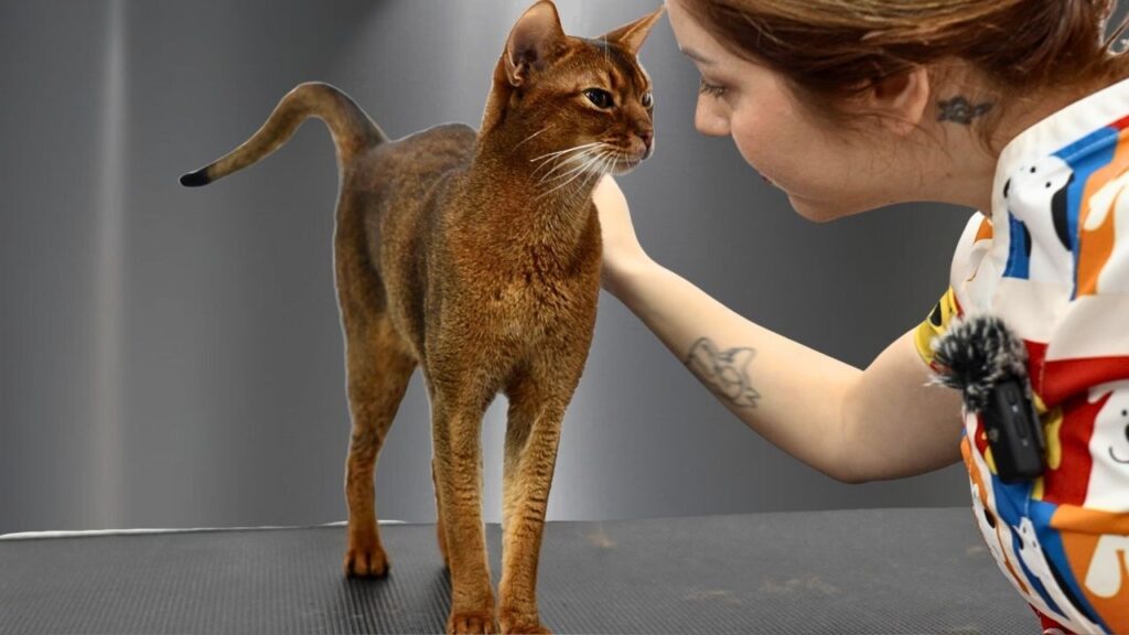A woman leans into frame from the right and touches the cinnamon-colored fur of a lean Abyssinian cat.