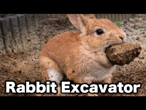 Image of a rabbit with a large Rock in its mouth. The words "rabbit excavator" are superimposed on the image.
