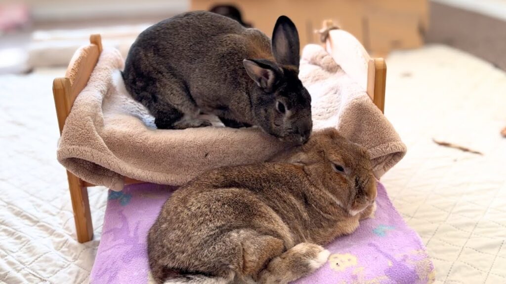A dark grey rabbit stands on a toy bed, looking down at a tan rabbit lounging on the floor