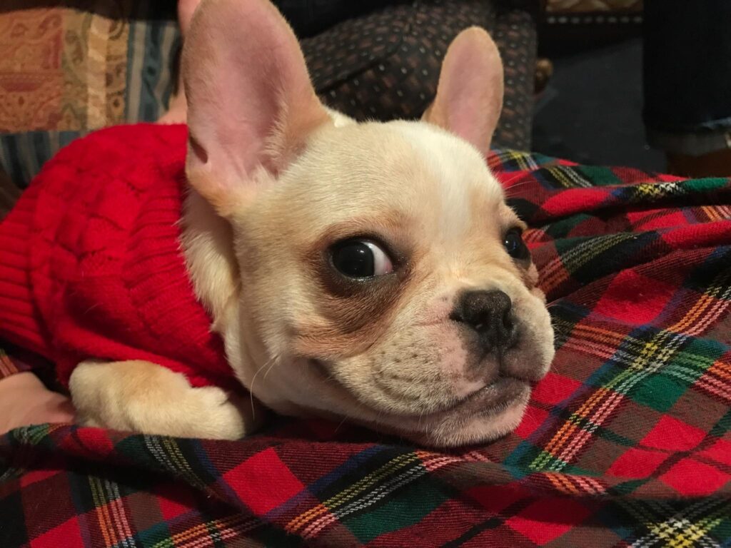 Close up of the face of a French bulldog lying on a red plaid blanket. The dog is wearing a red knitted sweater and seems to be smiling.